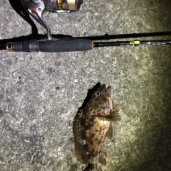 御所浦ライトゲームリベンジ③