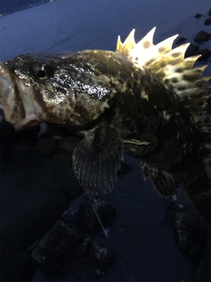 タケノコ1本‼️