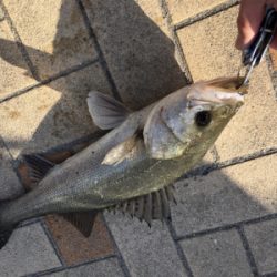 時合いは一瞬でした