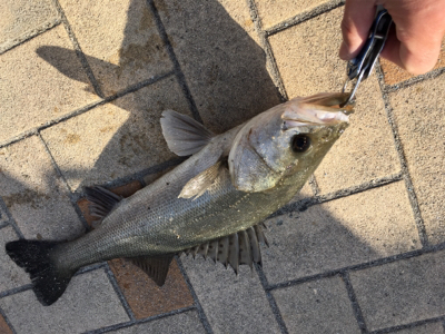 時合いは一瞬でした