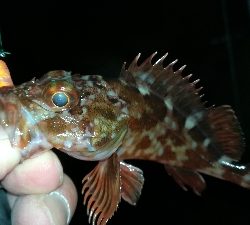 ナイトメバリング