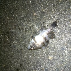 メバリングランガン