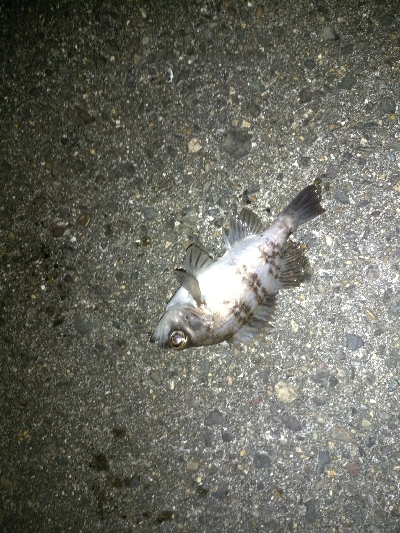 メバリングランガン