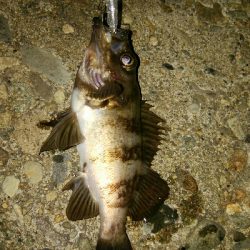 極寒メバルプラッキングゲーム