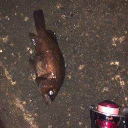 メバリング良好