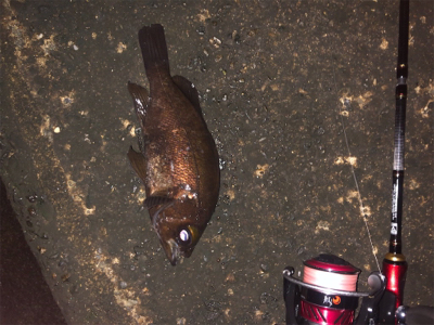 メバリング良好