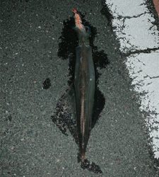 ヤリイカ二回戦