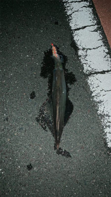 ヤリイカ二回戦