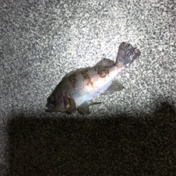 メバル、カサゴ