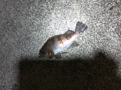 メバル、カサゴ