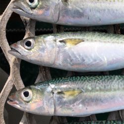 青物不発からのサバ狙い♪