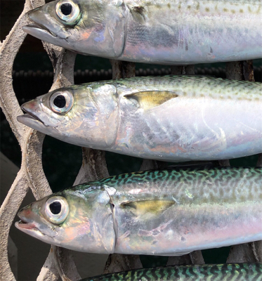 青物不発からのサバ狙い♪