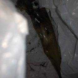 劇シブのヤリイカ