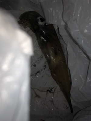 劇シブのヤリイカ