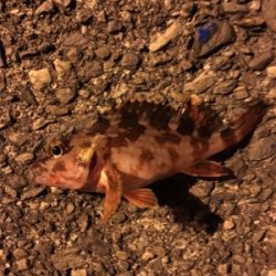 サビキとマイクロテンヤ