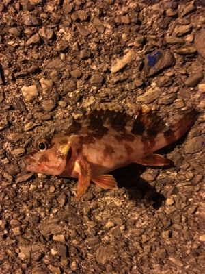 サビキとマイクロテンヤ