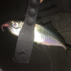 アジング‼️カマシング??