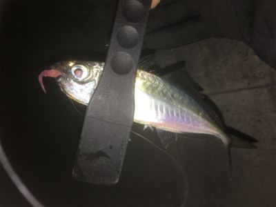 アジング‼️カマシング??