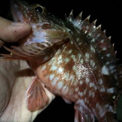 ガシラとメバル