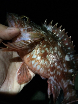 ガシラとメバル