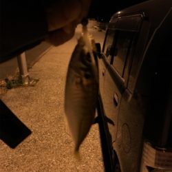 牛深ライトゲーム①