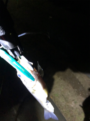 バチ、、、抜け？