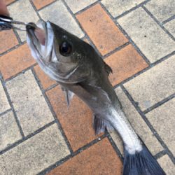 小雪が舞う中エビ撒き