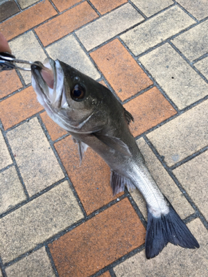 小雪が舞う中エビ撒き