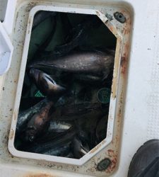 プライベートボートで仙台湾カレイ・スロージギング