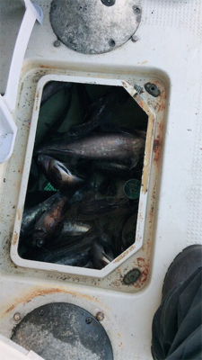 プライベートボートで仙台湾カレイ・スロージギング