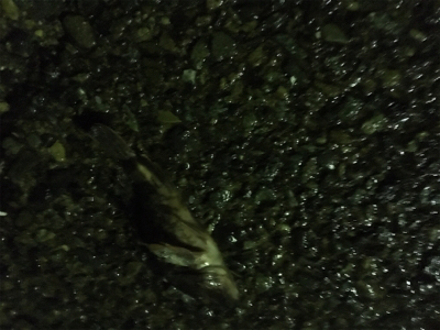 大荒れライトゲーム