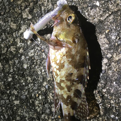 カマス探しの旅