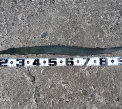 メーターオーバーヤガラ祭り