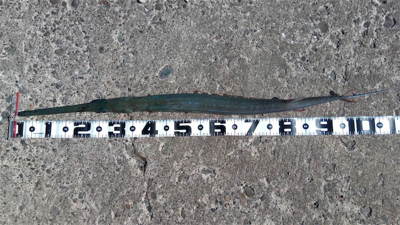 メーターオーバーヤガラ祭り