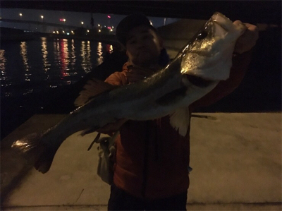 やっと今年初シーバス！