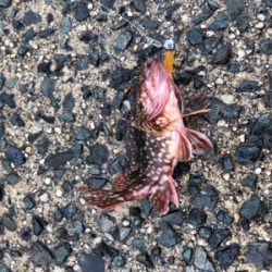 カサゴは裏切らない