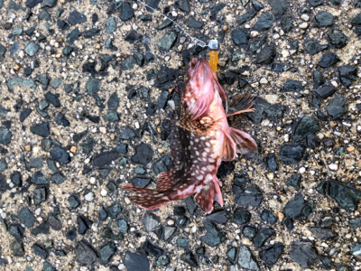 カサゴは裏切らない