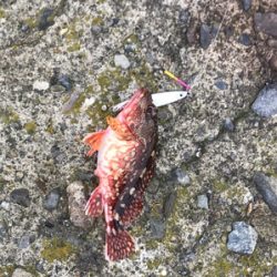 牛深ライトゲーム②