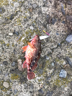 牛深ライトゲーム②