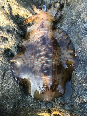 風がヤバイけど。