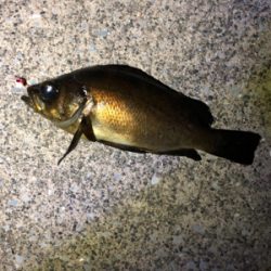 強風の中のメバリング