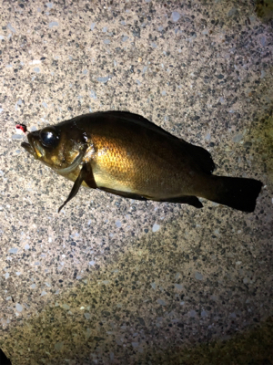 強風の中のメバリング