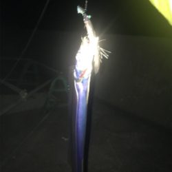 まだまだ釣れますよ!