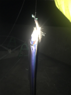 まだまだ釣れますよ！