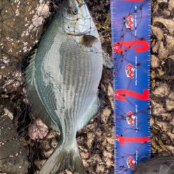 小才角 磯フカセ