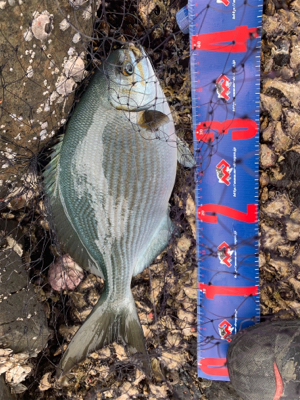 小才角 磯フカセ