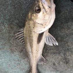 極寒のな中 ハネの活性高い