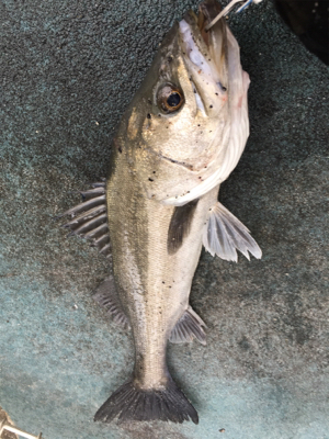 極寒のな中 ハネの活性高い