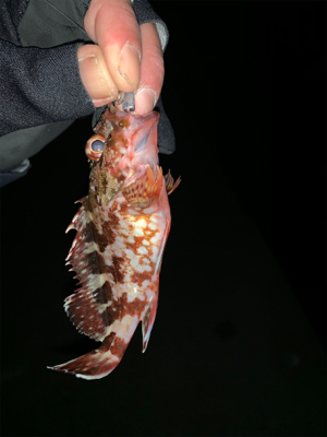 バレンタイン釣行