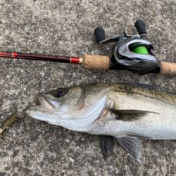 お久シーバス❤️